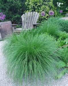 sporobolus heterolepis prairie dropseed grasses plants olbrich wisc hort