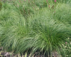 Prairie dropseed deals grass