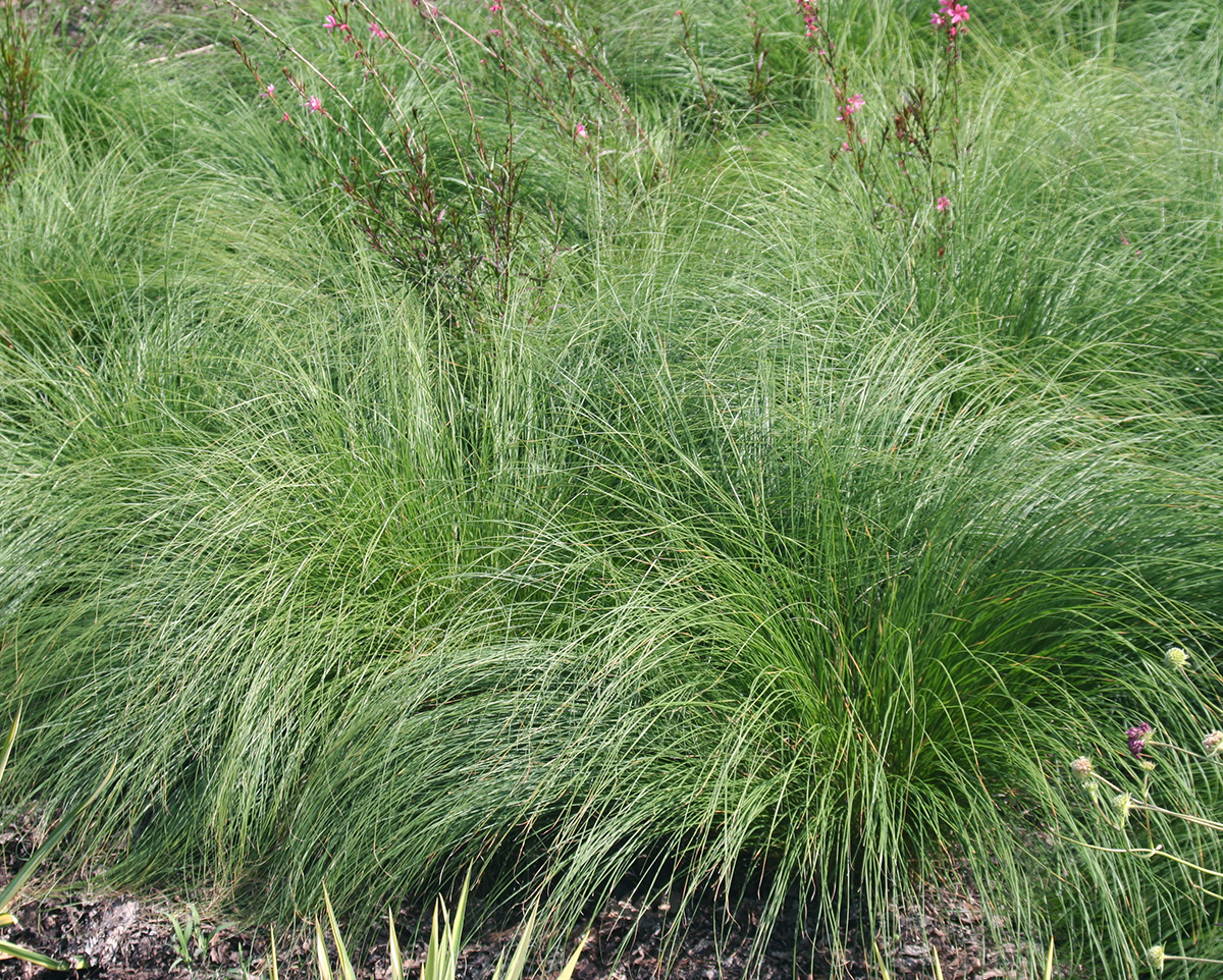 Prairie Dropseed Sporobolus Heterolepis Wisconsin Horticulture