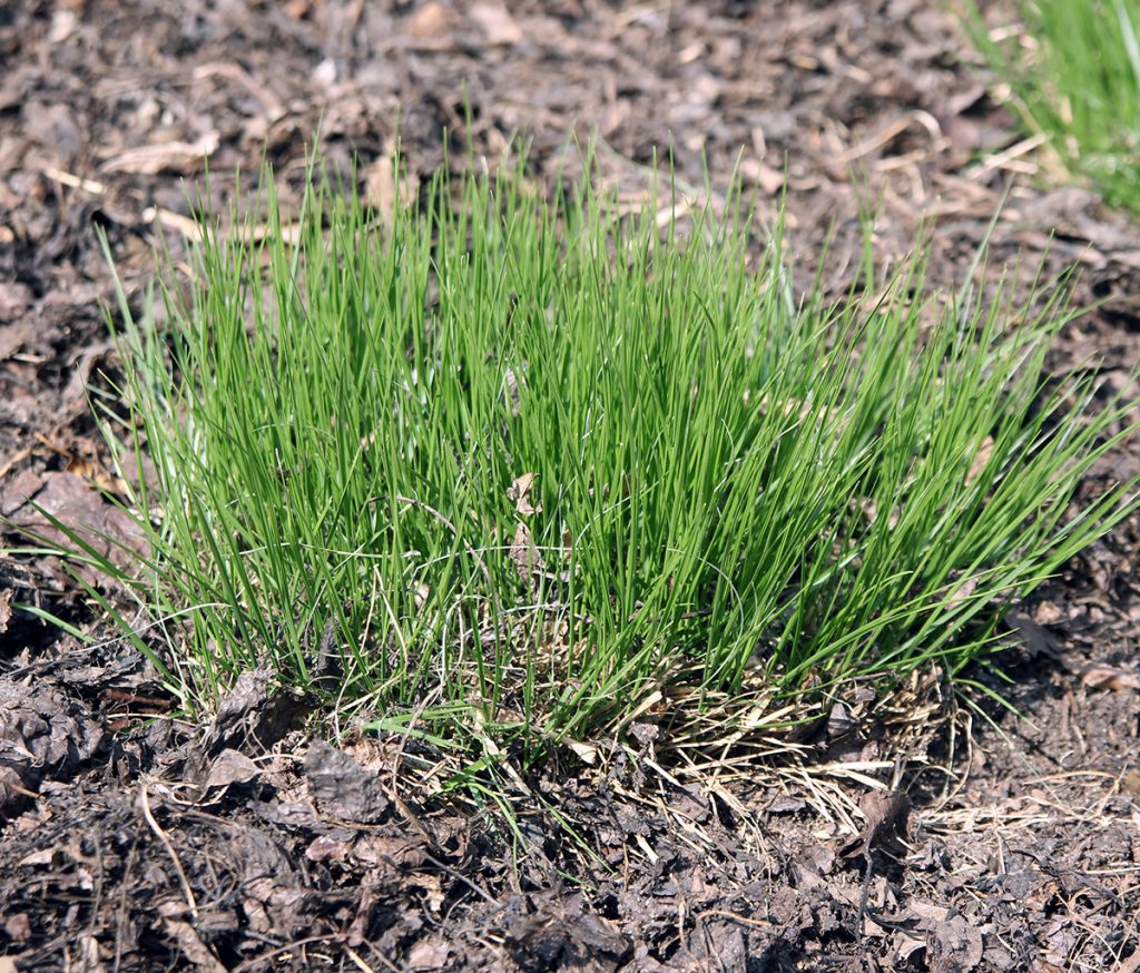 Prairie dropseed, Sporobolus heterolepis – Wisconsin Horticulture