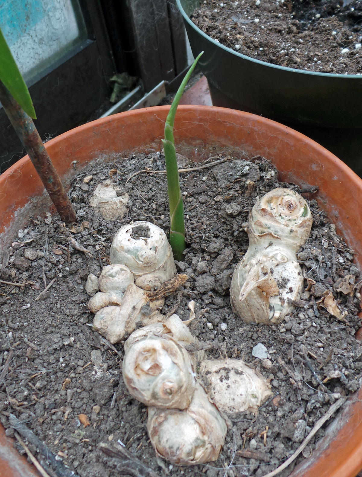 Ginger, Zingiber officinale – Wisconsin Horticulture