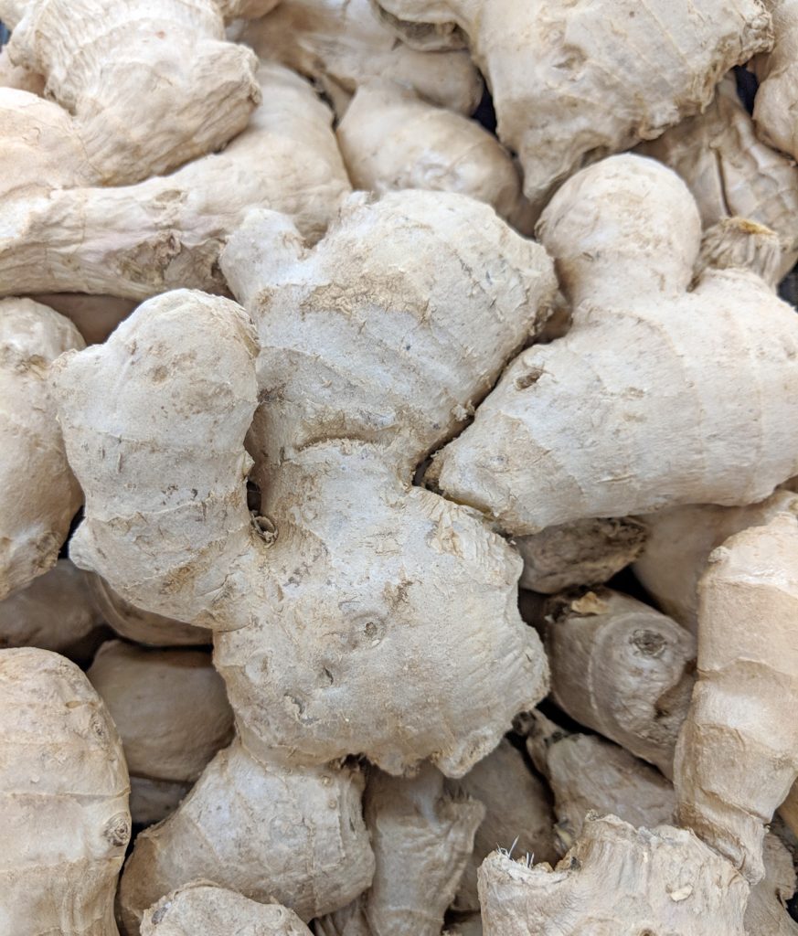 Ginger, Zingiber officinale – Wisconsin Horticulture