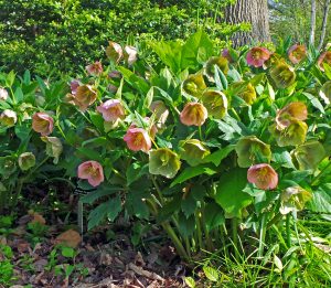 what do hellebores look like