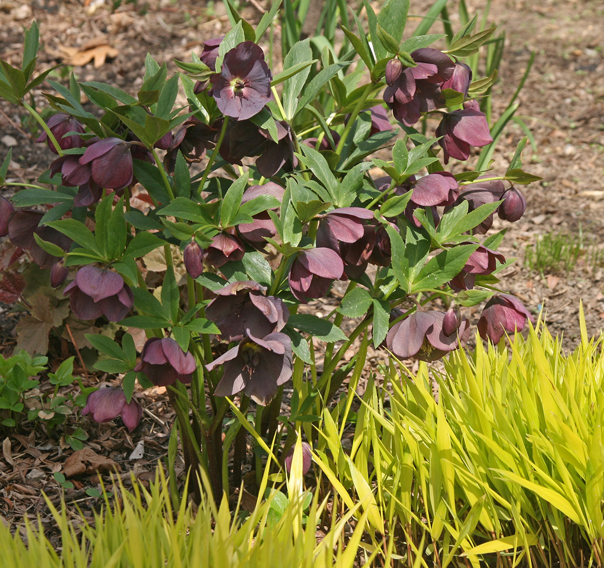 Lenten Rose, Helleborus ×hybridus Wisconsin Horticulture