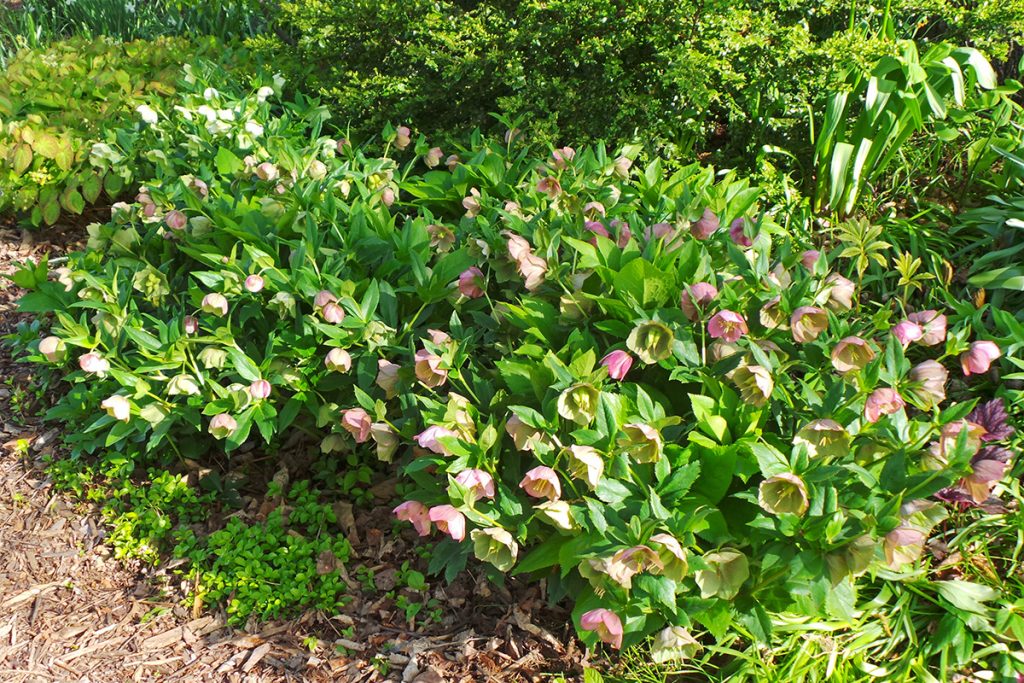 Lenten Rose, Helleborus ×hybridus Wisconsin Horticulture