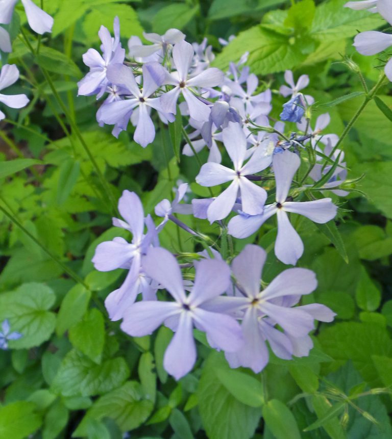 Woodland Phlox, Phlox divaricata – Wisconsin Horticulture