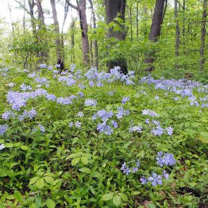 Purple and Blue Flowers Scattered on Lime Green Background