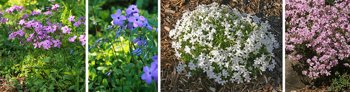 Woodland Phlox, Phlox divaricata – Wisconsin Horticulture