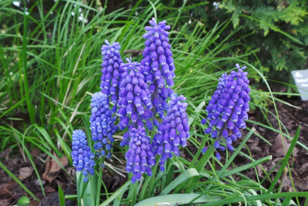 Grape Hyacinth, Muscari armeniacum