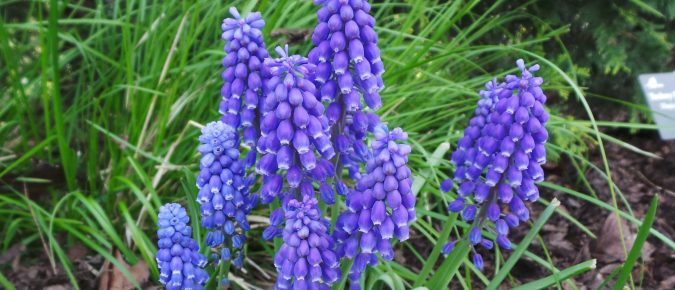 Grape Hyacinth, Muscari armeniacum