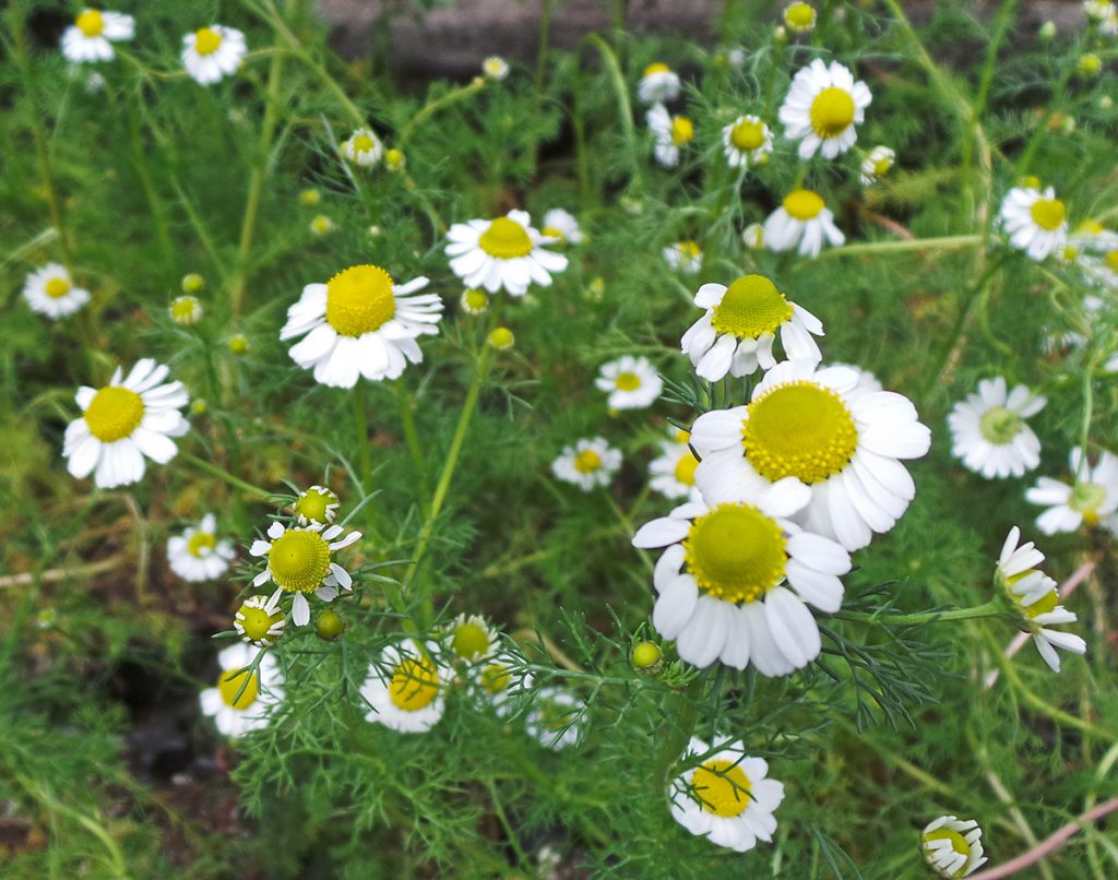 Chamomile, Matricaria Chamomilla – Wisconsin Horticulture