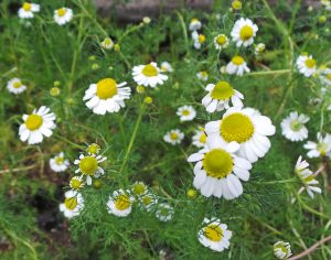 Dried Daisy Flowers. Chamomile. Pharmaceutical Camomile. Stock