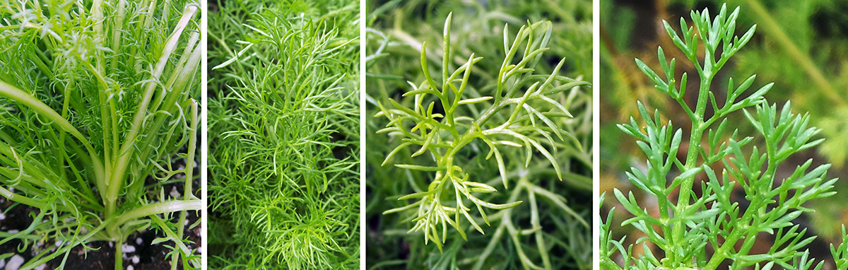 chamomile leaves