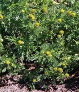 Chamomile, Matricaria chamomilla – Wisconsin Horticulture