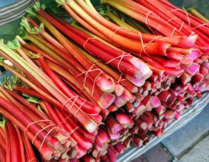 Rhubarb 'Canada Red' young plants