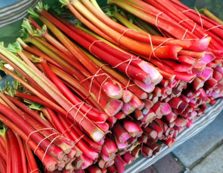 Rhubarb, Rheum rhabarbarum Wisconsin Horticulture