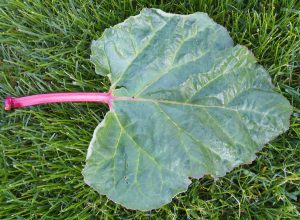 rhubarb leaves