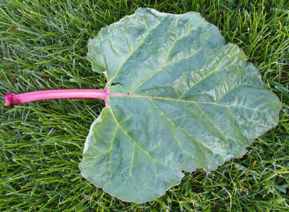 Rhubarb, Rheum rhabarbarum Wisconsin Horticulture