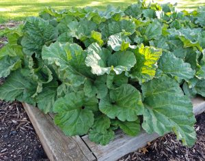 Rheum x hybridum 'Crimson Red' (Rhubarb)