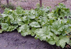 Rhubarb, Rheum rhabarbarum – Wisconsin Horticulture