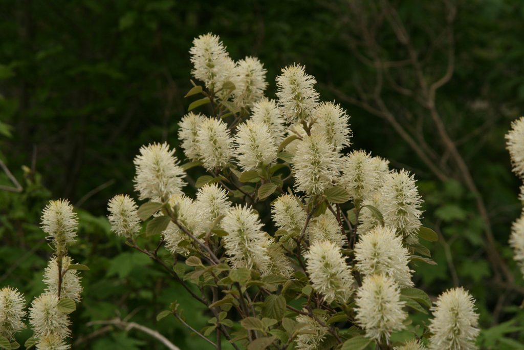Fothergilla