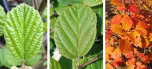 Fothergilla x intermedia Legends of the Fall - Behmerwald Nursery