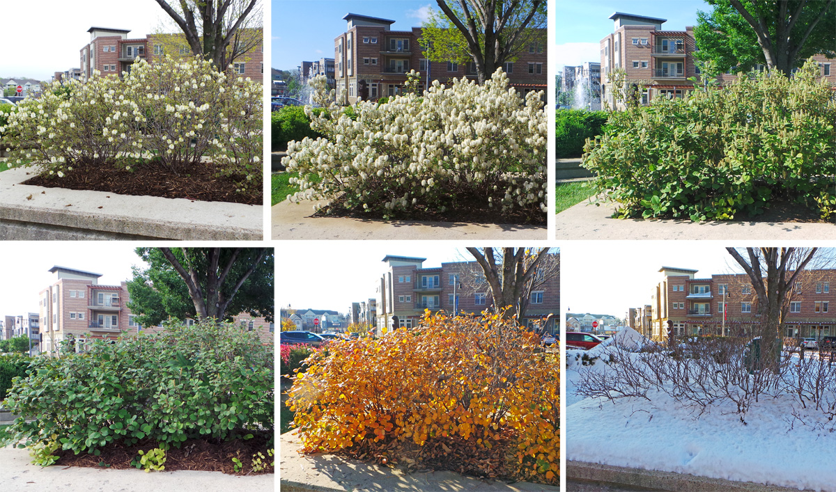 Fothergilla x intermedia Legends of the Fall - Behmerwald Nursery