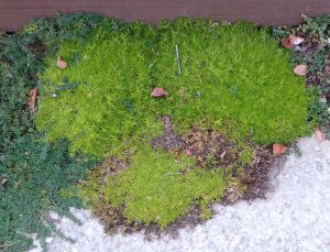 Irish and Scotch Moss, Sagina subulata and Arenaria verna