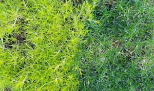 Irish and Scotch Moss, Sagina subulata and Arenaria verna