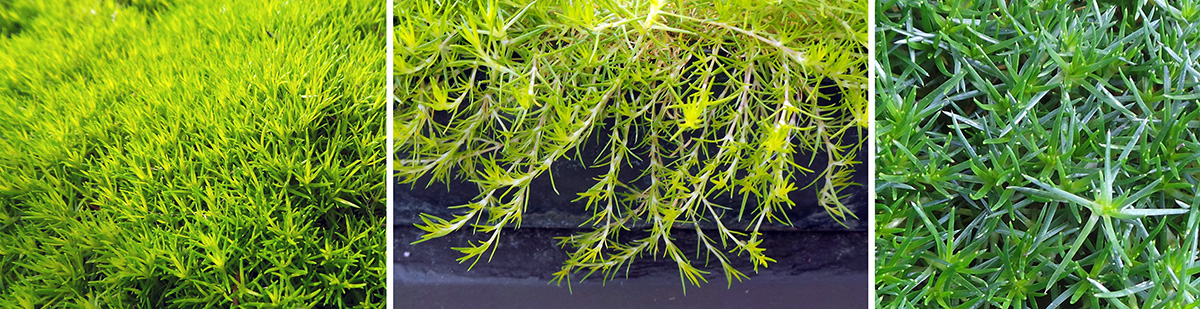 Irish and Scotch Moss, Sagina subulata and Arenaria verna – Wisconsin  Horticulture