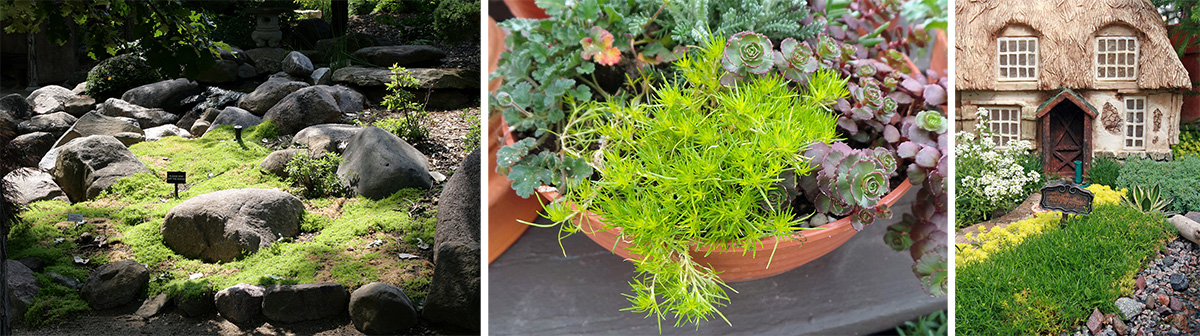 Irish and Scotch Moss, Sagina subulata and Arenaria verna – Wisconsin  Horticulture