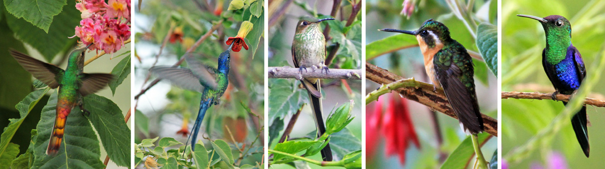 hummingbirds and flowers