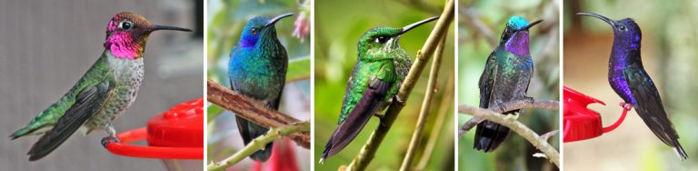 Hummingbirds in the Garden – Wisconsin Horticulture