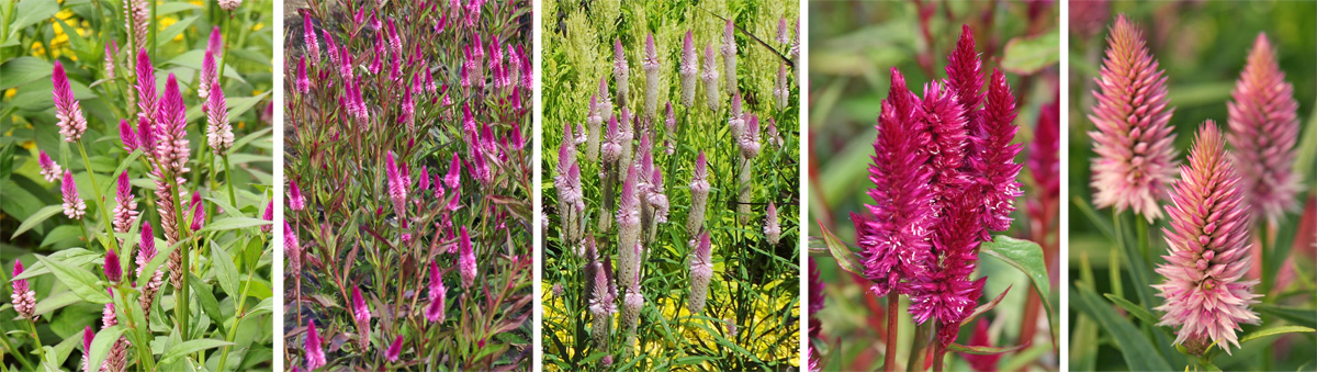 Celosia spicata argentea Purple Feathers