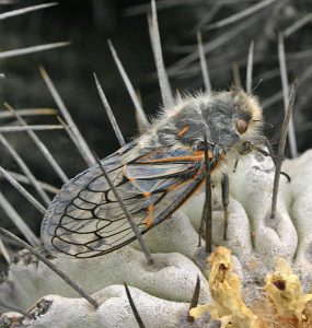 Cicadas Wisconsin Horticulture