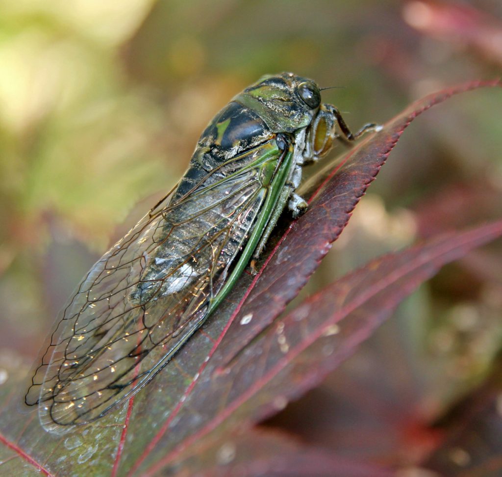 Cicadas Wisconsin Horticulture