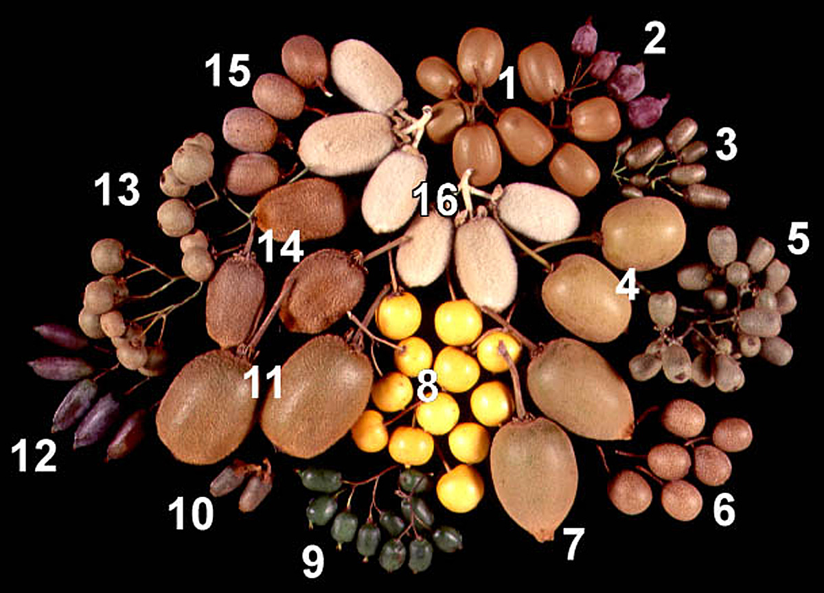 Kiwi fruit varieties