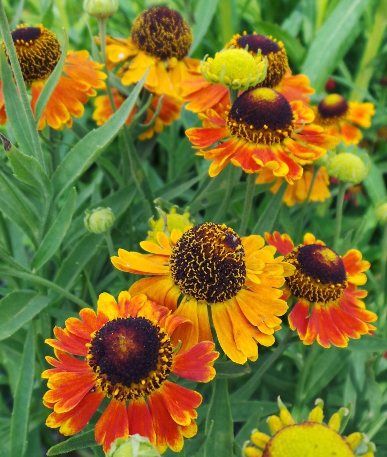 Helenium, Helenium autumnale – Wisconsin Horticulture
