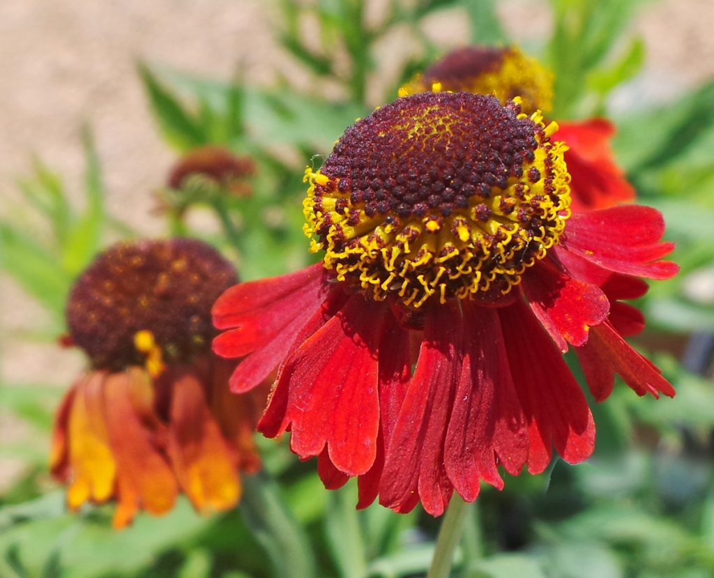 Helenium, Helenium autumnale – Wisconsin Horticulture