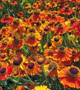 sneezeweed mardi gras