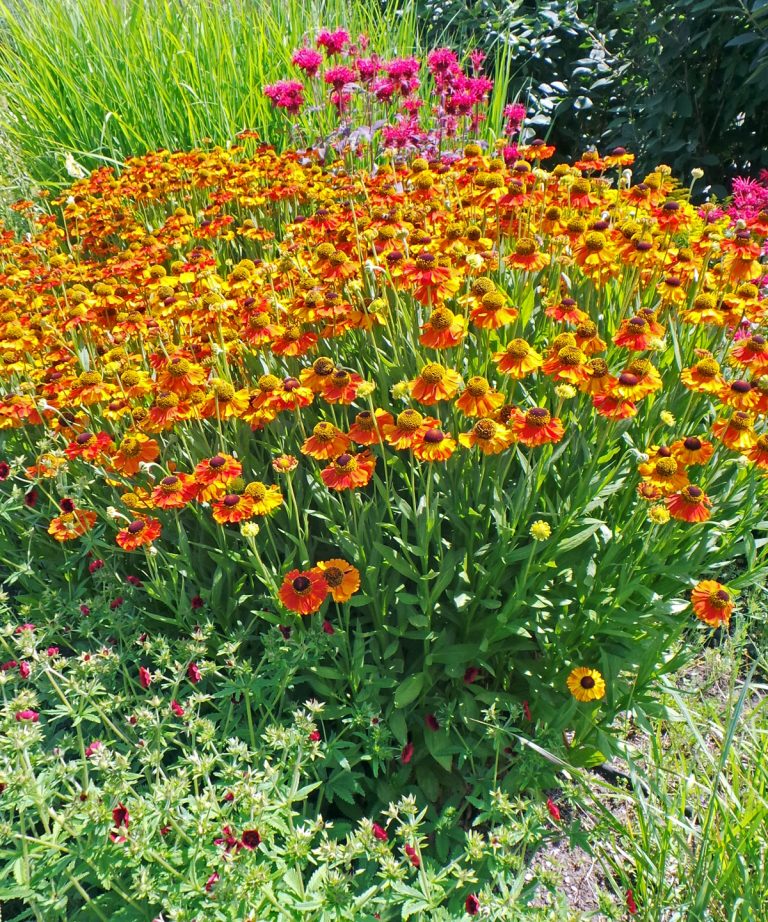 Helenium, Helenium autumnale – Wisconsin Horticulture