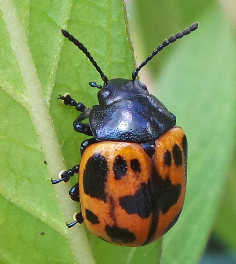 Common Milkweed Insects – Wisconsin Horticulture