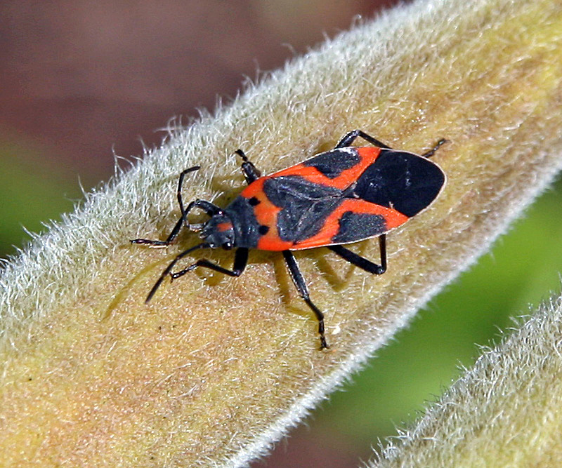 Common Milkweed Insects – Wisconsin Horticulture