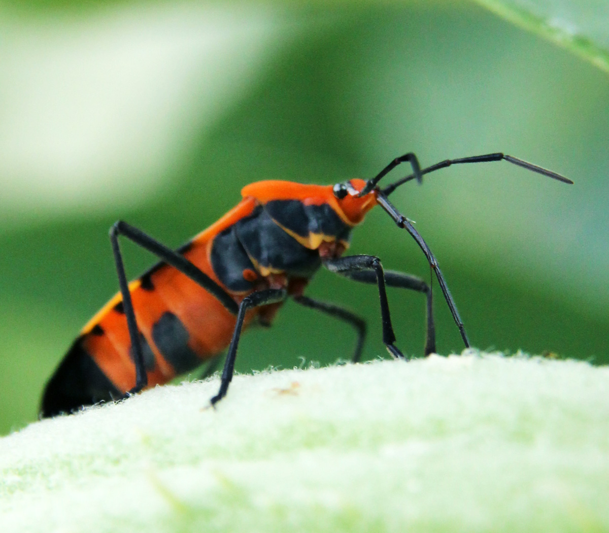 Common Milkweed Insects – Wisconsin Horticulture