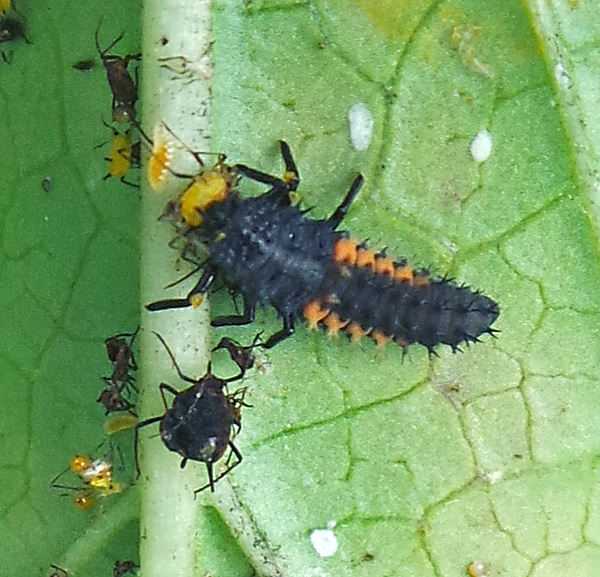 Common Milkweed Insects – Wisconsin Horticulture