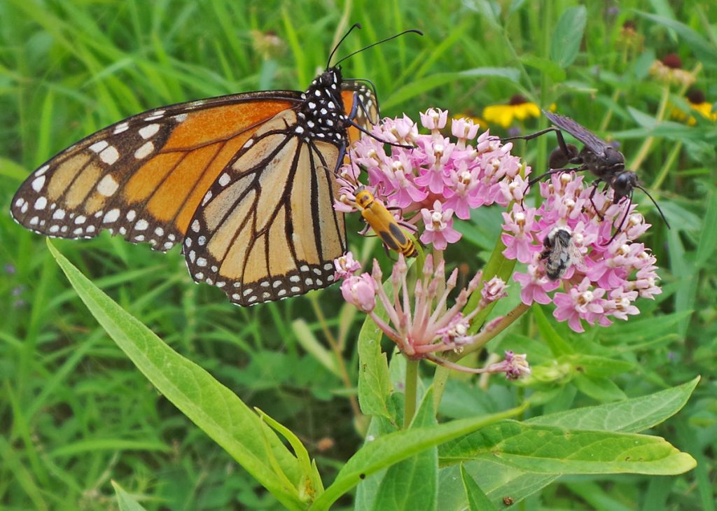 Milkweed and Milkweed Toxicity