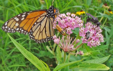 Milkweed and Milkweed Toxicity