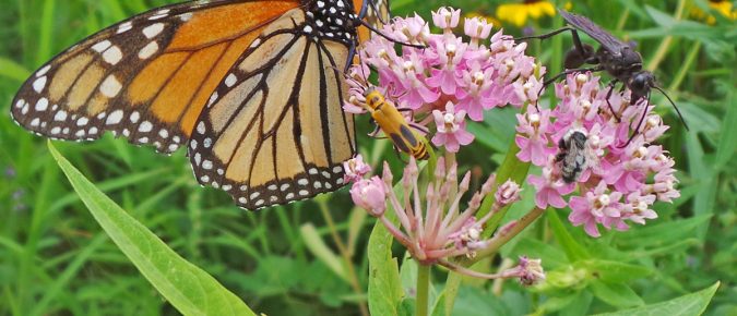 Milkweed and Milkweed Toxicity