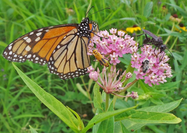 Common Milkweed Insects – Wisconsin Horticulture