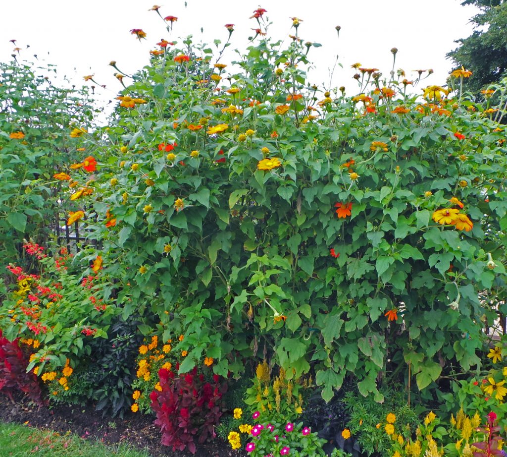75 Mexican Sunflower Seeds – Tithonia Rotundifolia – Bright Orange Blooms For Pollinator Gardens
